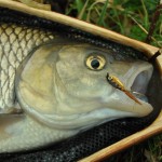 A late winter chub with a taste for minnow, taken by organiser Dom Garnett