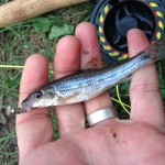 A gudgeon for Andy Field