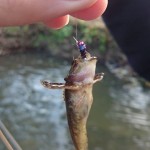 One of Ben Bangham's guiding clients took this surprise bullhead on a nymph. Respect! 