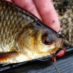 Rudd on a ladybird for Chris King