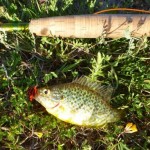 "Corsican Dave" had this pumpkinseed in Spain.