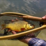 A grub type fly took this crucian for David West Beale.