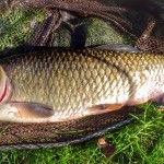 GA Anderson has been catching some awesome canal chub- like this net-filler from the Grand Union

