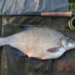 Linda Summerfield took this terrific bream of between 4-5 pounds on the Grand Union Canal. It took a GRHE that was barely retrieved at all.