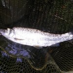 Henry Bennett had this lovely 8oz+ dace on a size 16 Parachute Adams