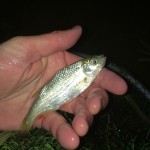 A little rudd with a big appetite, Jonathan Thompson tempted it on a size 14 Bibio. A contender for our micro species award? 