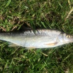 One of several dace caught by John Mansell on small dry flies.