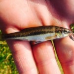 Fly caught minnow.