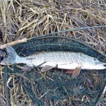 Another nice catch for Michael Dorr, this time a fit 7 lb river pike