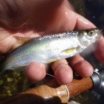 A large bleak for Mark Dennis. 