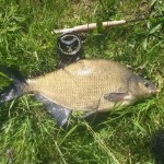 A nice bream, tricked by Meijn Du Bruijn on a 2-wt rod