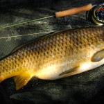 Nick Thomas tempted this fine common on his own "Popeye" beetle pattern, fished in a sheltered bay.