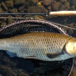 This fine Taff chub was tempted by Nick Thomas on a small fry pattern.