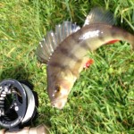 A perch with a taste for a Damsel for Nick Gough, who had this nice surprise on a trout fishing trip.