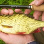 David West Beale used tenkara tactics for this pretty rudd.