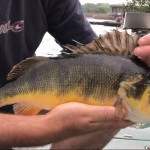 Lovely unusual coloration on this reservoir perch, caught on a Blue Flash Olive Damsel by Ian Sheridan. 