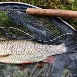 Jay Whisker took this nice chub towards the end of the traditional coarse season, on a nymph.