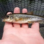 A nice sized "gonk" for Paul Williams (we love gudgeon!) 